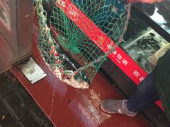 -全乐鱼馆·淳牌有机鱼直营店