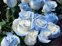 -循礼门鲜花花市(武汉循礼门店)