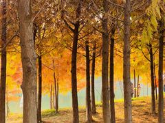 -合肥滨湖国家森林公园