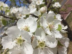 -武清南湖绿博园