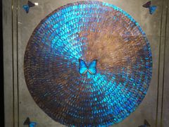 -上海昆虫博物馆