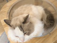 -有喵·猫咖·狗咖·30几只猫10只小狗(岗厦店)