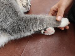 -MOCHA明星猫咖(田子坊店)