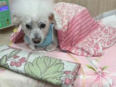 -北京观赏动物医院·24小时大型综合·猫专科·异宠专科