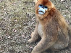 -西安秦岭野生动物园