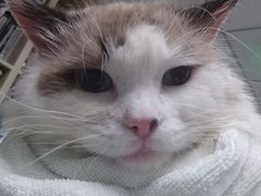 -纳吉亚猫专科动物医院(康都外科中心)