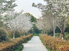 -泰州凤城河风景区-泰山公园