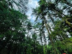 -重庆睡佛山森林公园