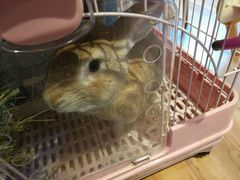 -藦茜花园宠物主题亲子互动体验馆(国顺东路店)