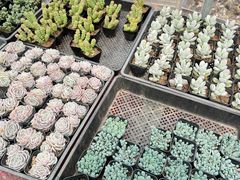 -李村大集