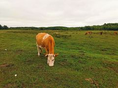 -塞罕坝国家级自然保护区
