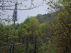 -北京鹫峰国家森林公园