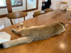 -猫小主咖啡·猫咖cat cafe(福田店)