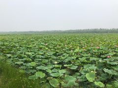 -西青郊野公园