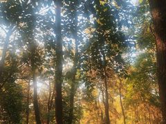 -铁山坪森林公园