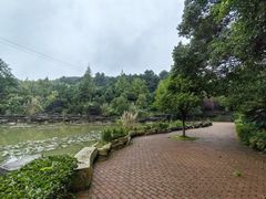 -铁山坪森林公园