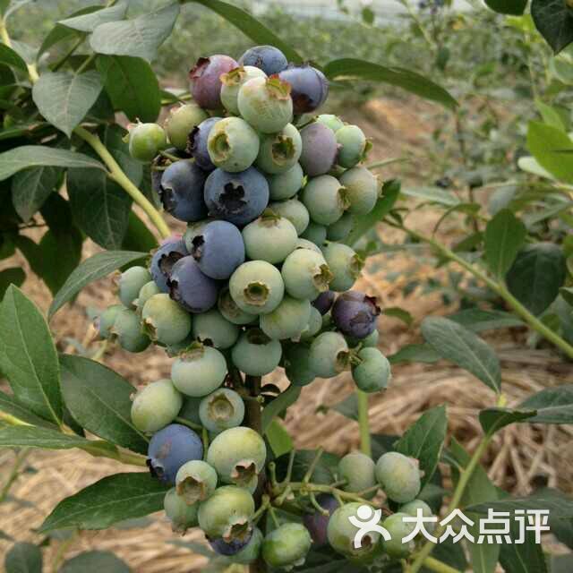 旭红蓝莓园-图片-郫县-大众点评网