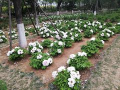 -济南植物园