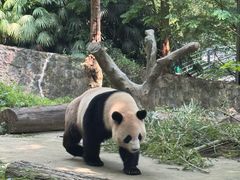 -都江堰中华大熊猫苑