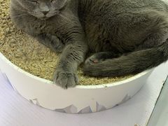 -喵的天空名猫咖啡馆·撸猫·猫舍·用品