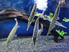 -沙沙哗啦海洋馆(华宇百花谷店)