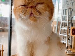 -more than meow吴止猫主题餐厅(承德 中船汇店)