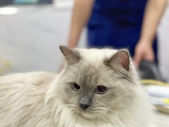 -伟伟宠物医院·CT影像中心·瑞派犬猫综合性门诊(汉口总院)