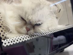 -FAELING PETS美天灵宠物(富力广场店)