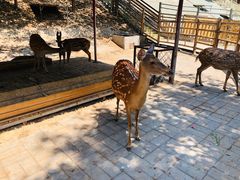 -北京鹿世界主题园