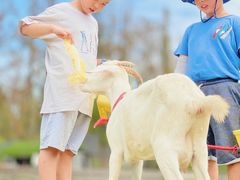 -前小桔亲子创意农场·草莓采摘·露营烧烤