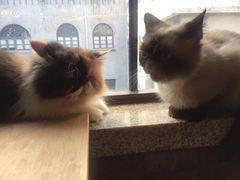 -more than meow吴止猫主题餐厅(承德 中船汇店)