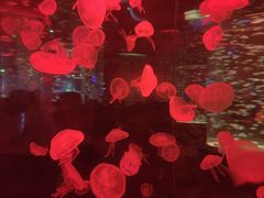 -海合安成都极地海洋公园