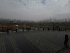 -合肥滨湖国家森林公园