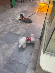 -神奇动物撸宠馆·羊驼·小浣熊·异宠(豫园店)