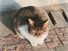 -徐家汇源景区-衡山公园