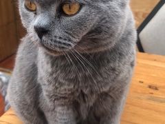 -猫小院猫主题咖啡厅(北锣店)