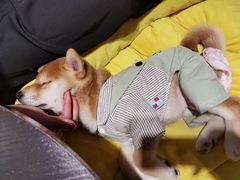 -逗柴咖啡屋·狗咖猫咖宠物桌游