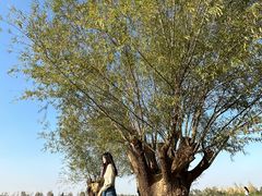 -汉长安城未央宫国家考古遗址公园