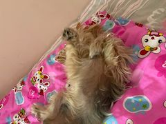 -宠福鑫康馨动物医院·骨科·眼科