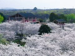 -天王浮山樱花园