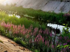 -苏家坨柳林村二月兰花海
