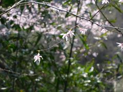 -燕子河大峡谷天坑仙境