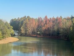 -上海海湾国家森林公园