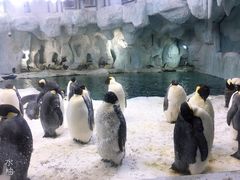 -帝企鹅自助餐厅•儿童岛•真企鹅(长隆企鹅酒店)