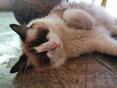 -喵屿·大理花园猫咖