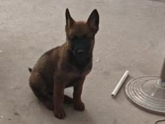 -博特宠物医院24h犬猫全科.骨科·异宠