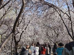 -桃花堤公园