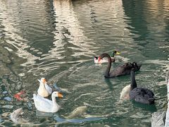 -茵特拉根酒店·西餐厅