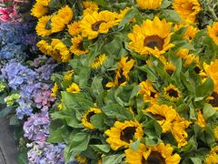 -溪岸路花鸟市场