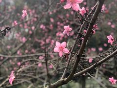 -重庆彩云湖湿地公园